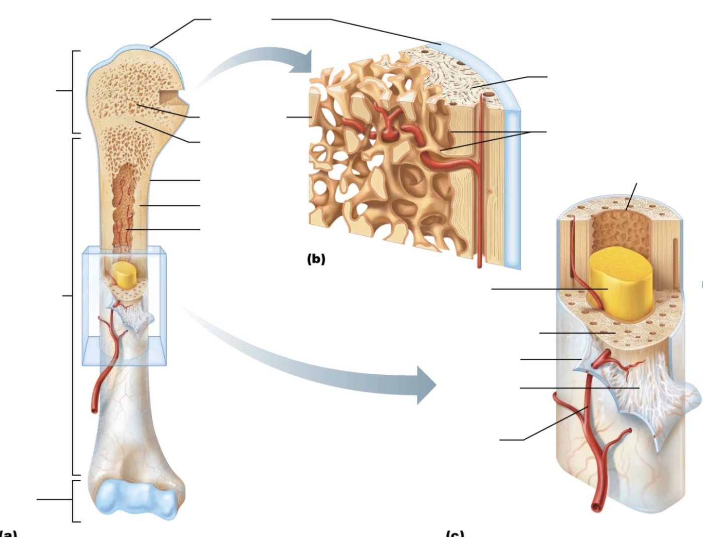 Labling Long Bone Label Long Bone Diagram Quiz