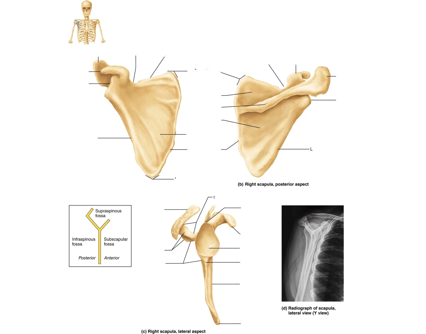 Scapular Label Label the scapula Quiz