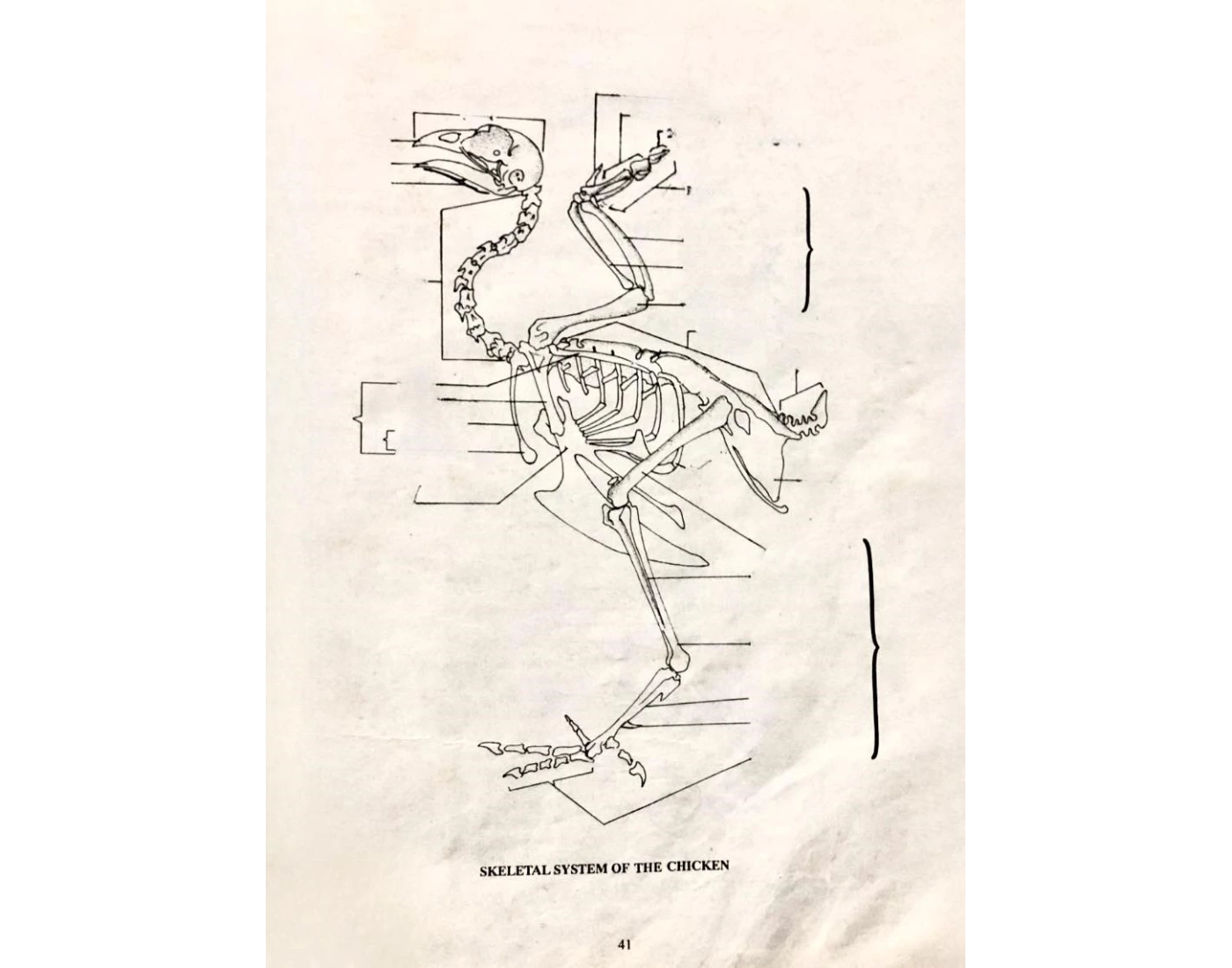 Skeletal System Of The Chicken Quiz Skeletal System Of The Chicken Quiz