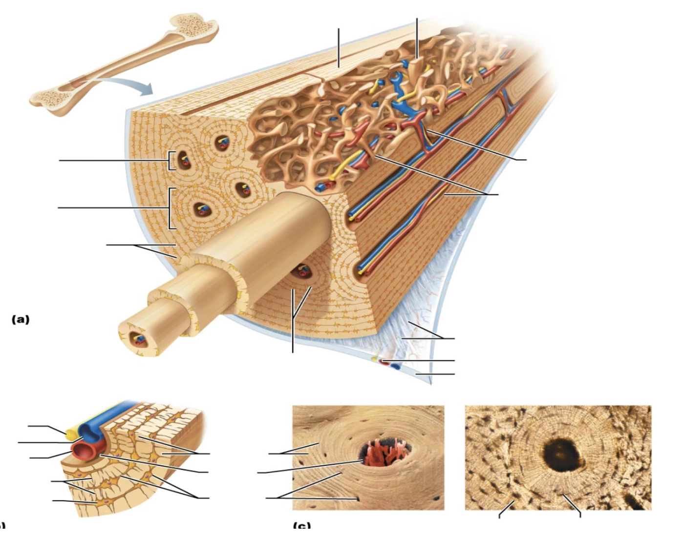Compact Bone Labelling Label Compact Bone Diagram Quiz