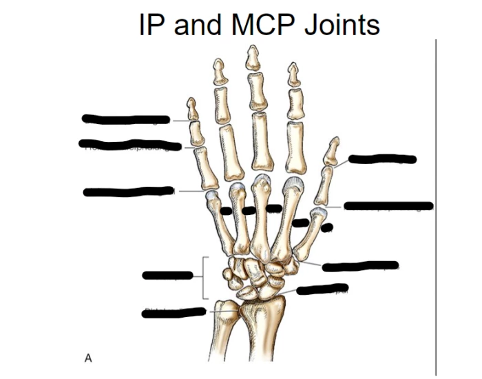IP and MCP Joints Quiz