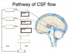cerebrospinal fluid pathway