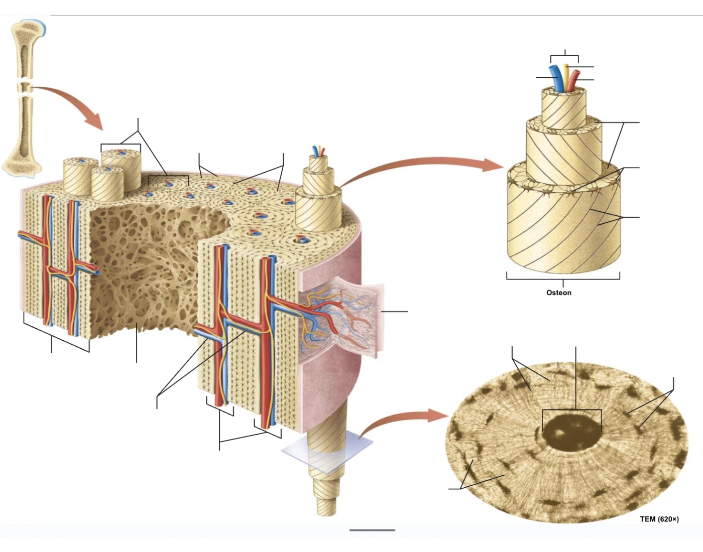 Label compact bone Quiz