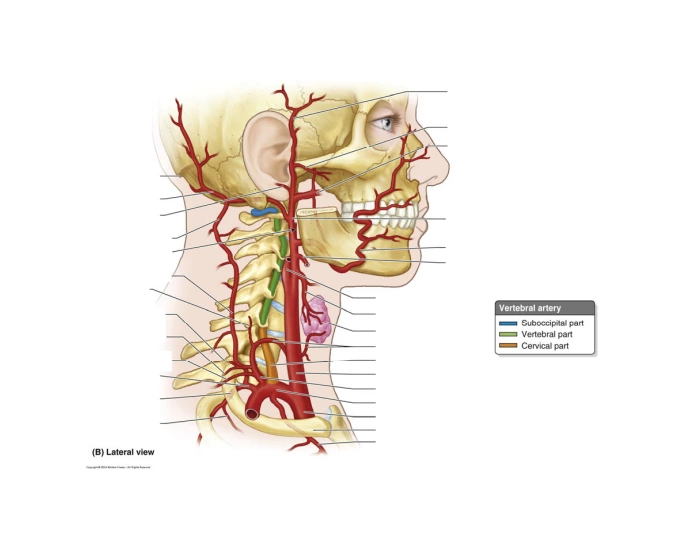 Overview Arteries Head & Neck — Printable Worksheet