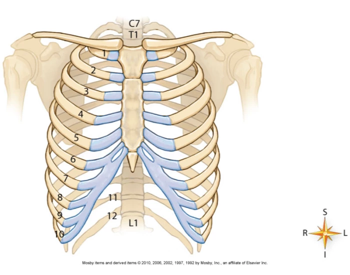 First Rib Srping Test Rib Cage Test Review Quiz