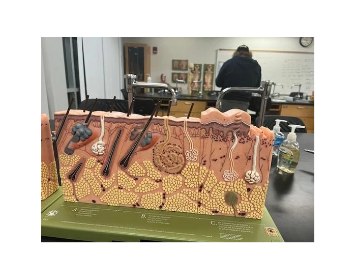 Labeled Skin A&P1 Lab Exam 2 Quiz