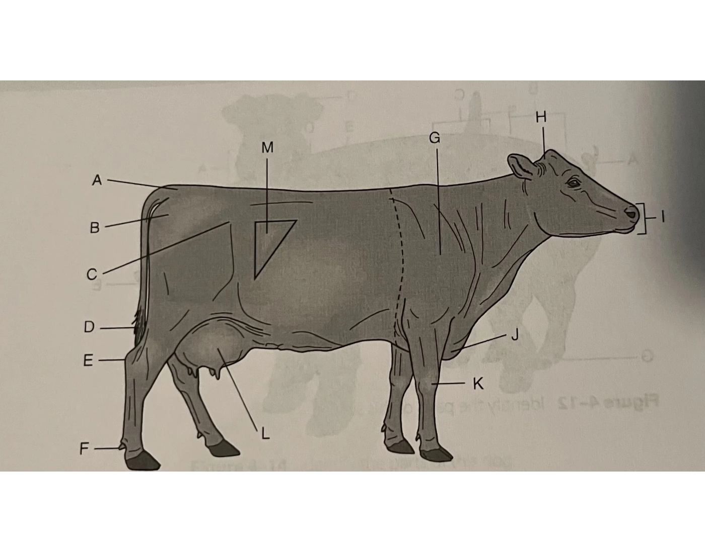 Cow Terminology Quiz