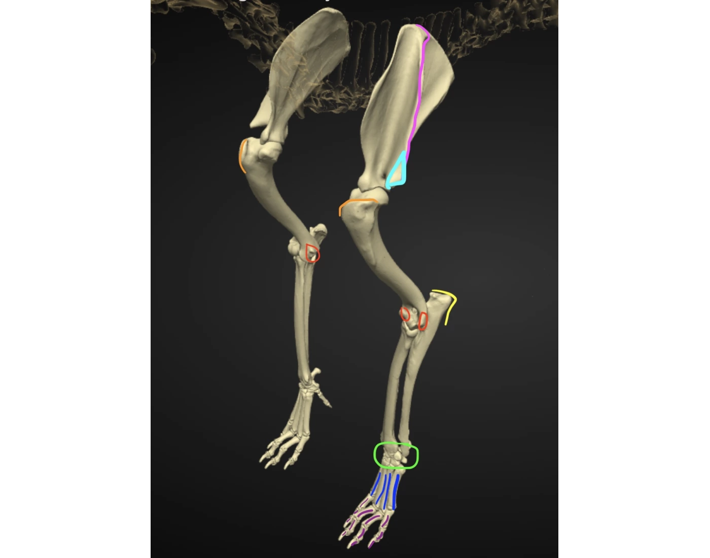 Appendicular Skeleton Forelimbs Printable Worksheet