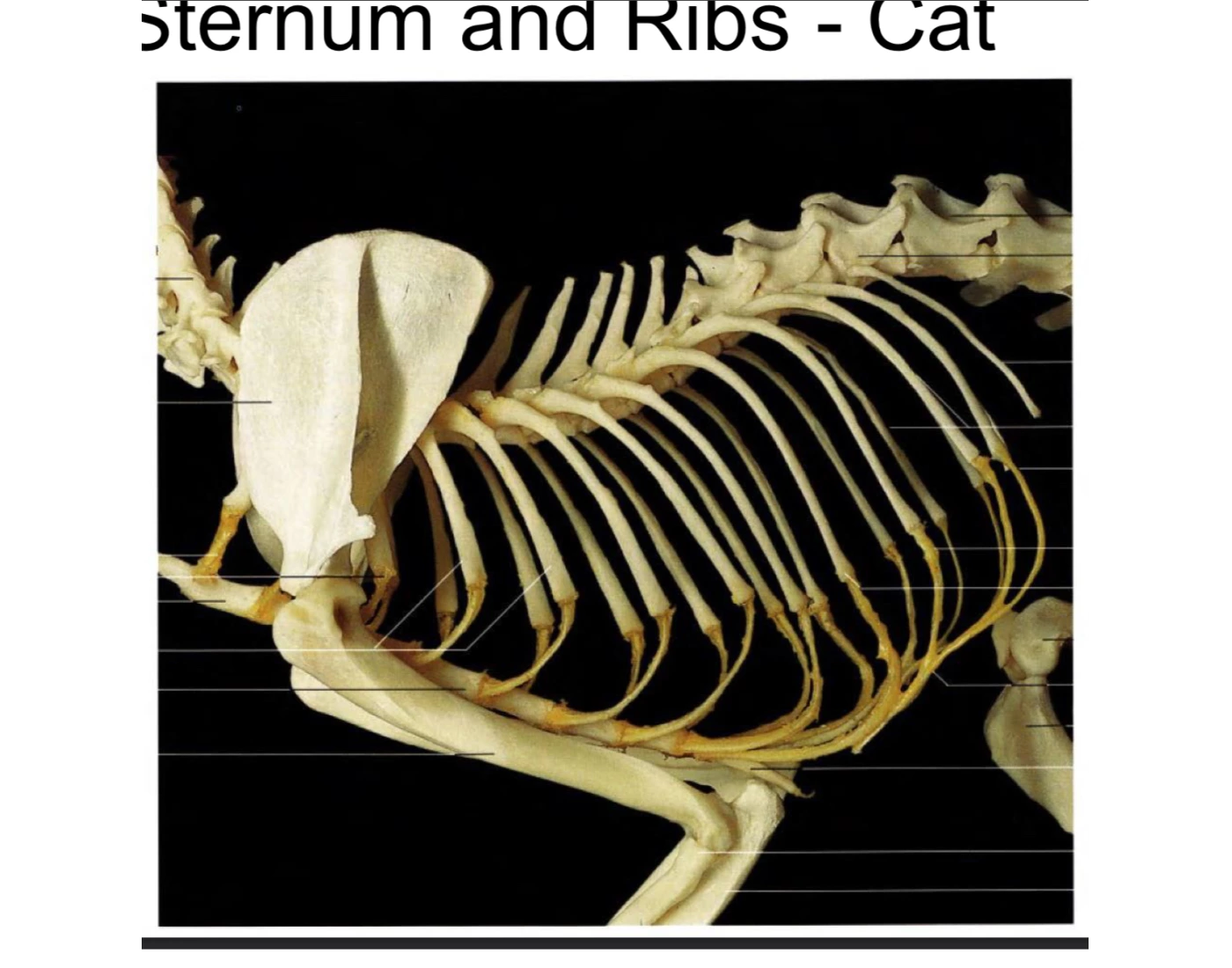 True Rib Cat sternum and ribs in cat Quiz
