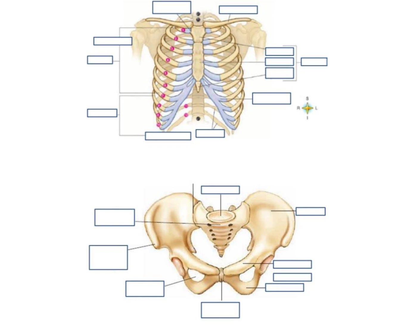 Ribs/Thorax & Pelvis — Printable Worksheet