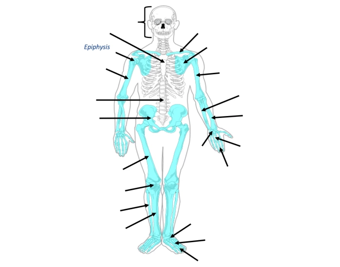 General Bones of the Skeleton Quiz