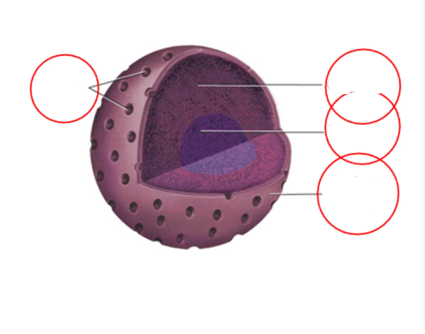 Nucleus Labeks Label the Nucleus Quiz