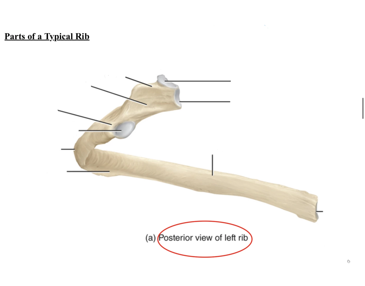 Rib Parts - Posterior View of Left Rib — Printable Worksheet