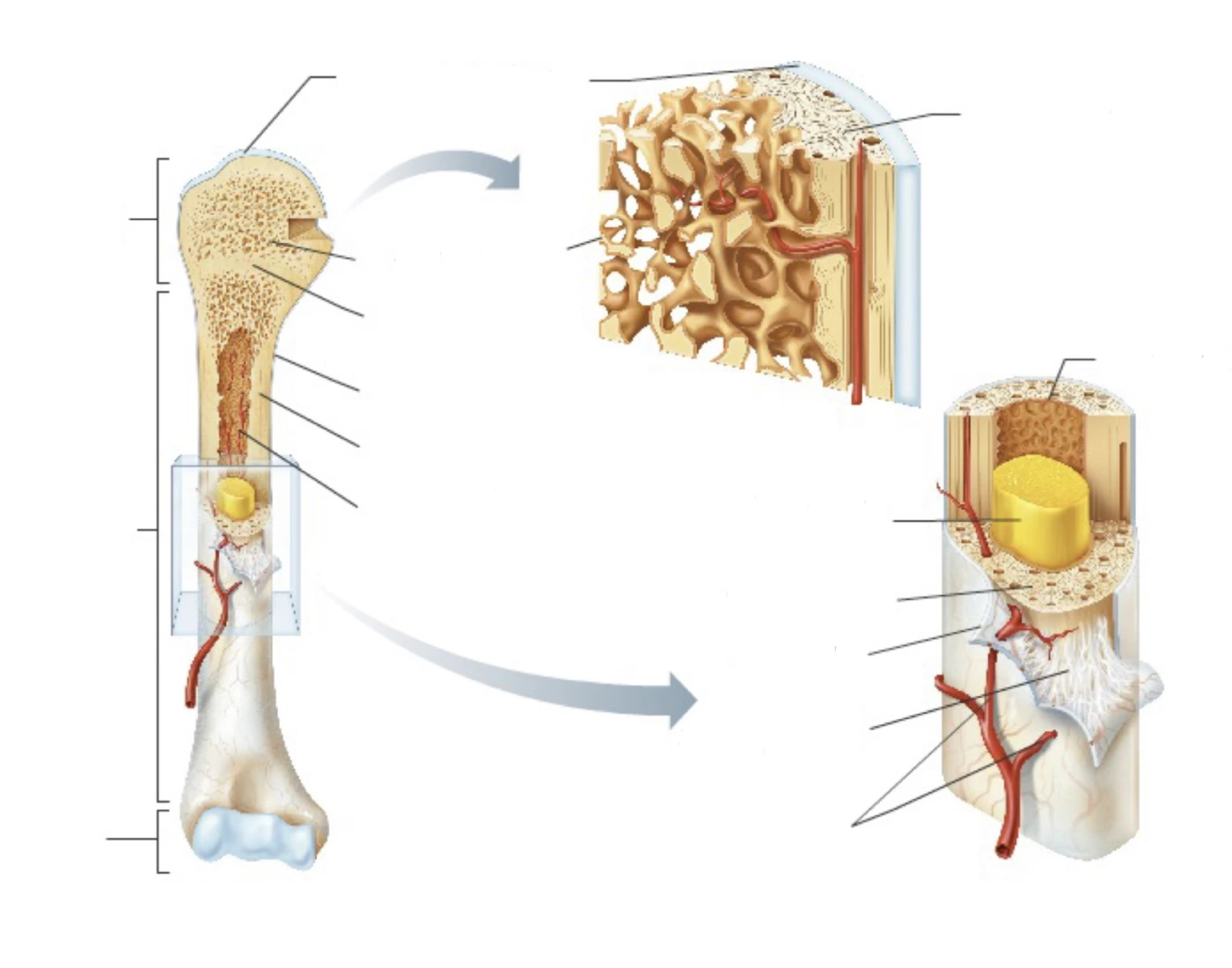 Bone Anatomy Quiz