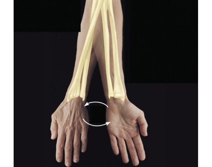 movement of radius in relation to ulna Quiz