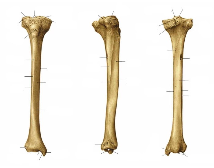 Tibia Pieces The parts of the tibia Quiz