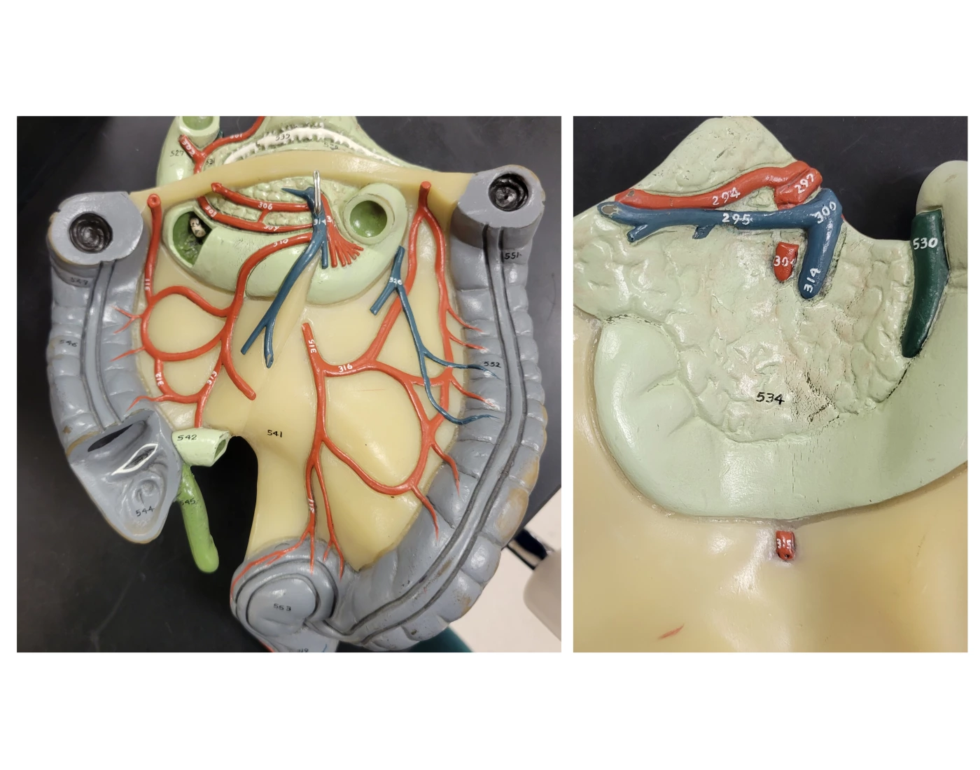 Large Intestine Model Printable Worksheet