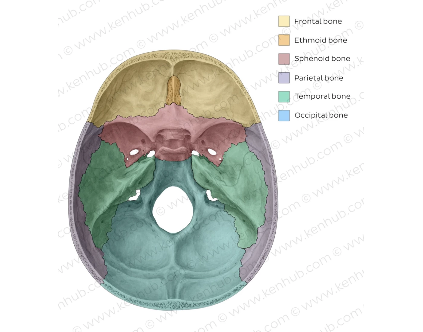 Base of the Skull (Superior View) Quiz