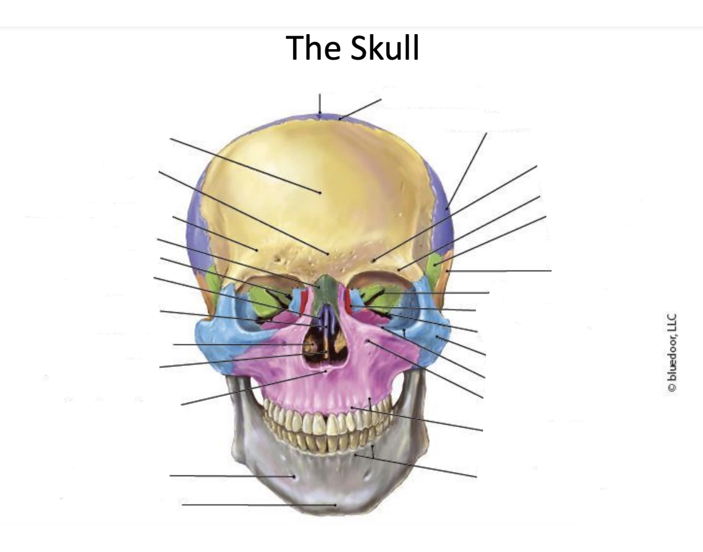 the skull Quiz The skull Quiz