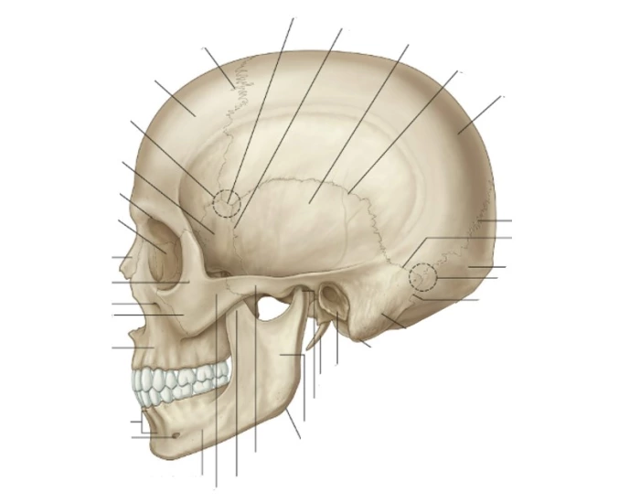 Skull sutures & junctions Quiz Biology Diagrams