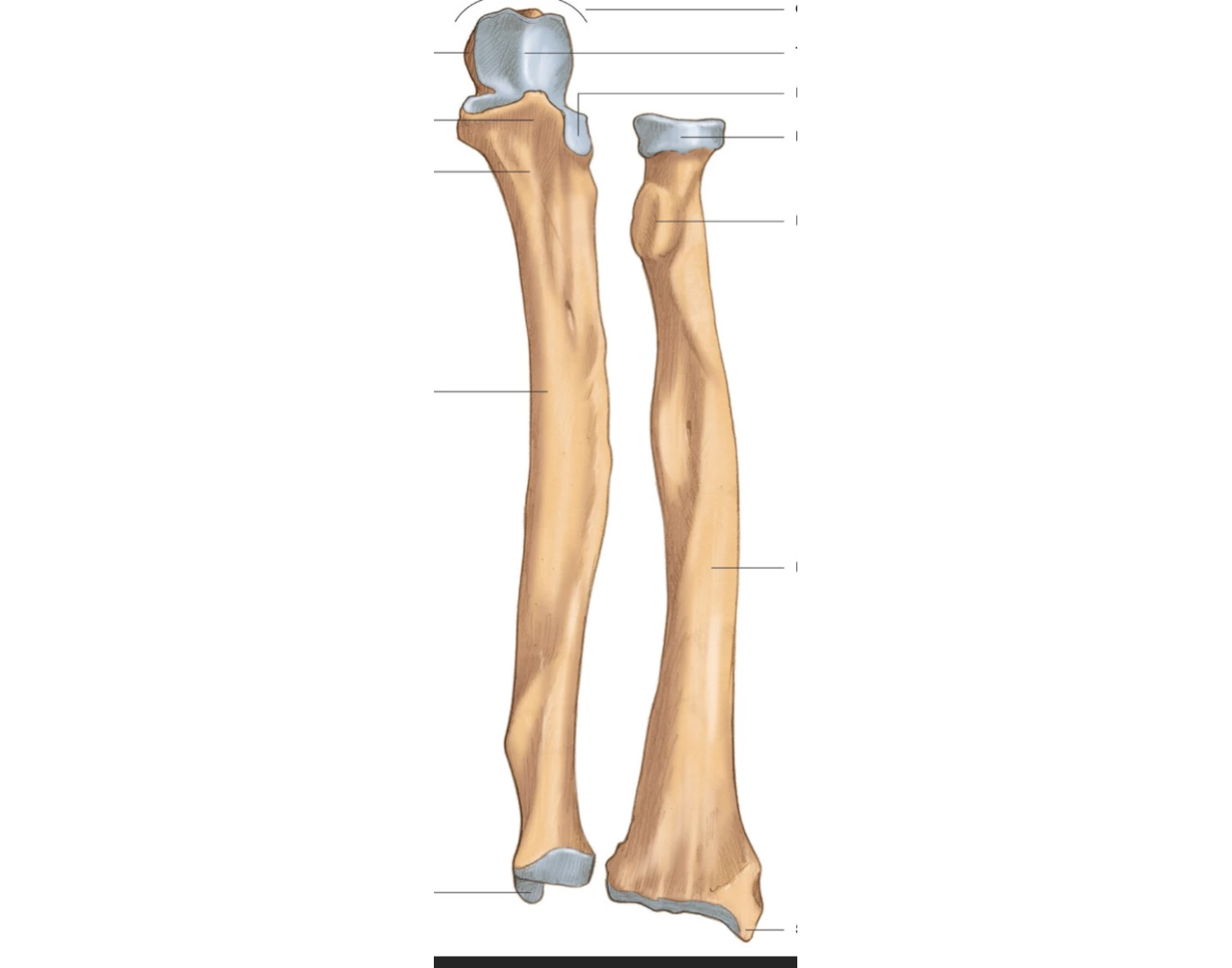 anterior-ulna-and-radius-quiz