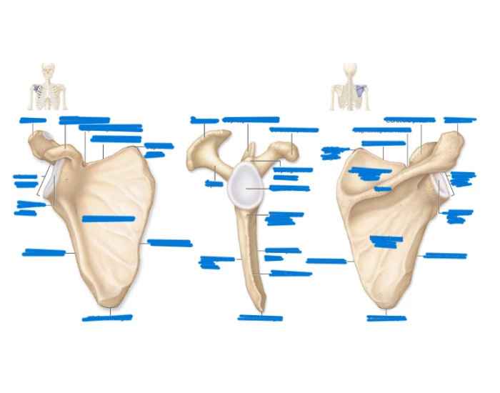 Scapula Anatomy Unit 2 Quiz