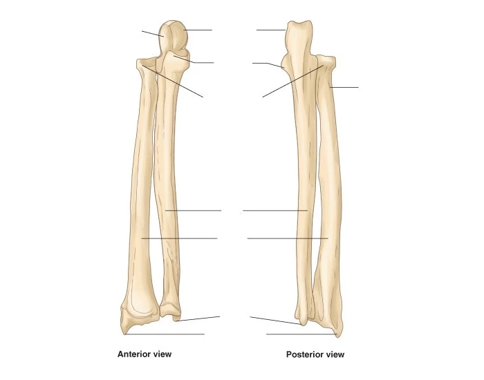 Radius With Labels Label the Radius and Ulna — Printable Worksheet