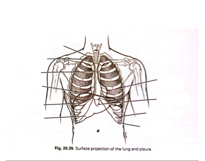 Anatomy of Thorax Quiz Biology Diagrams