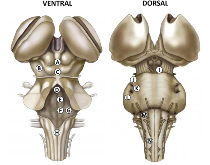 Brainstem Anatomy Quiz Biology Diagrams