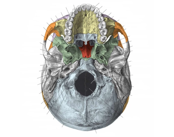 Neumocranium Inferior view of the neurocranium Quiz