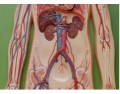 Torso Model Veins and Artery