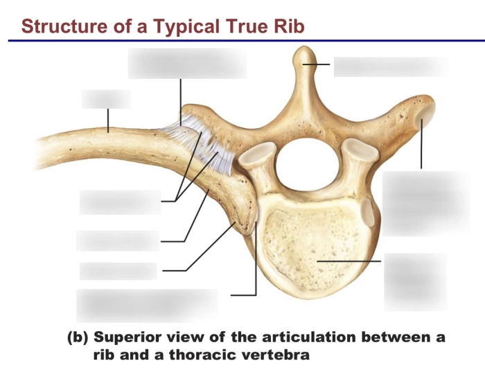 One True Rib Structure of Typical True Rib (superior view) Quiz