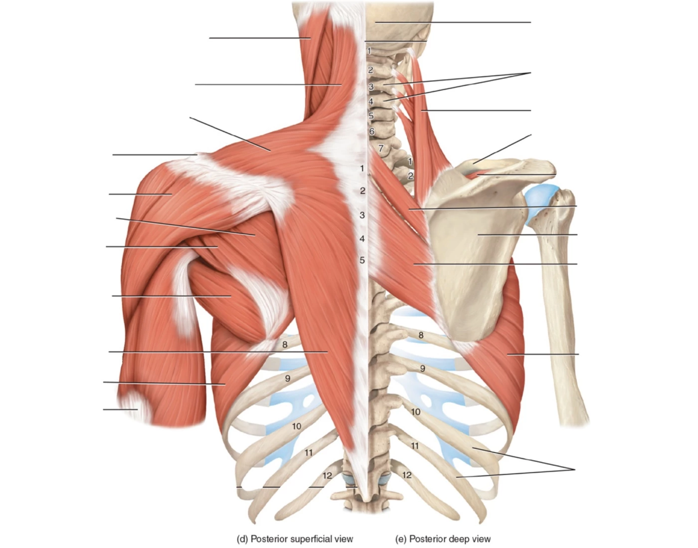 Torso Muscles - Posterior Sup/Deep Quiz