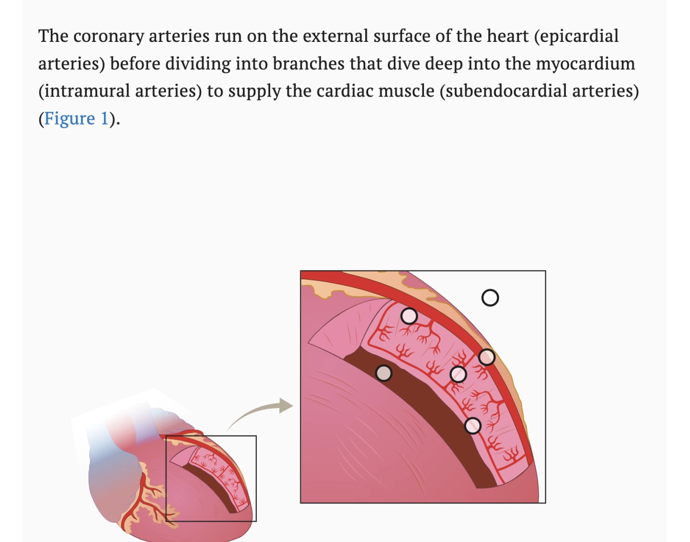 coronary-arteries-up-close-quiz