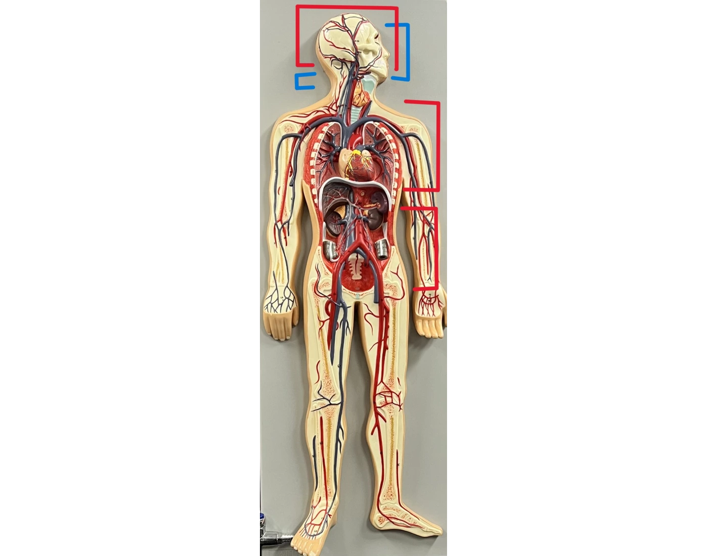 Anatomical Landmarks and Cavities (anterior view) Quiz