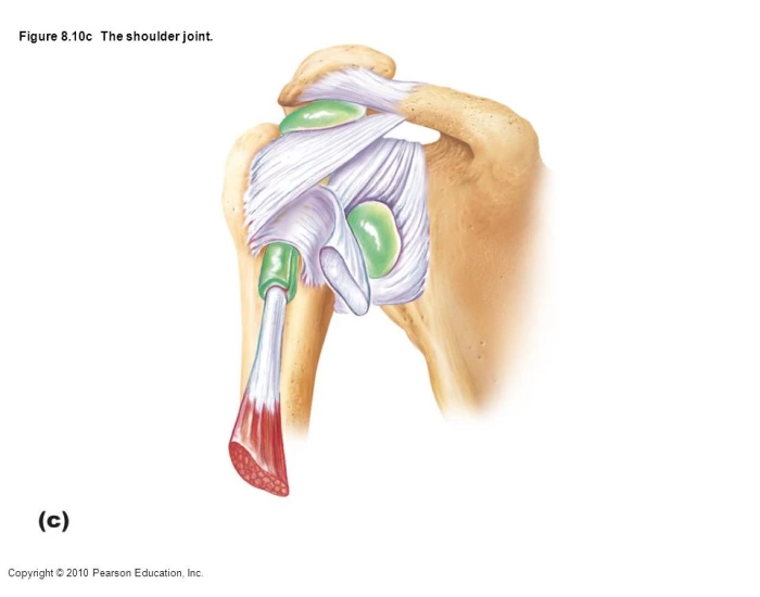 Structure of Shoulder Joint Quiz Biology Diagrams