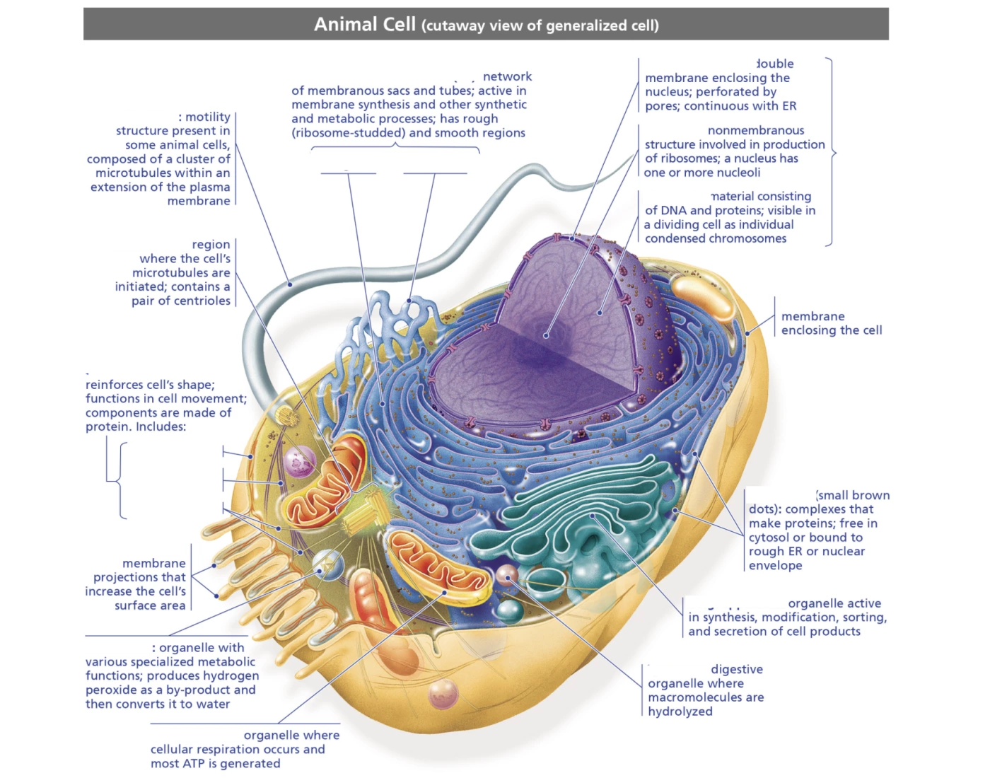 Animal Cell Test Example Animal cell Quiz