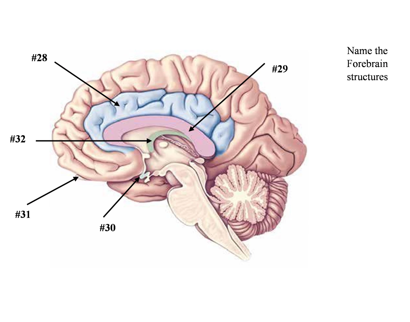 Brain - Name the Forebrain structures — Printable Worksheet