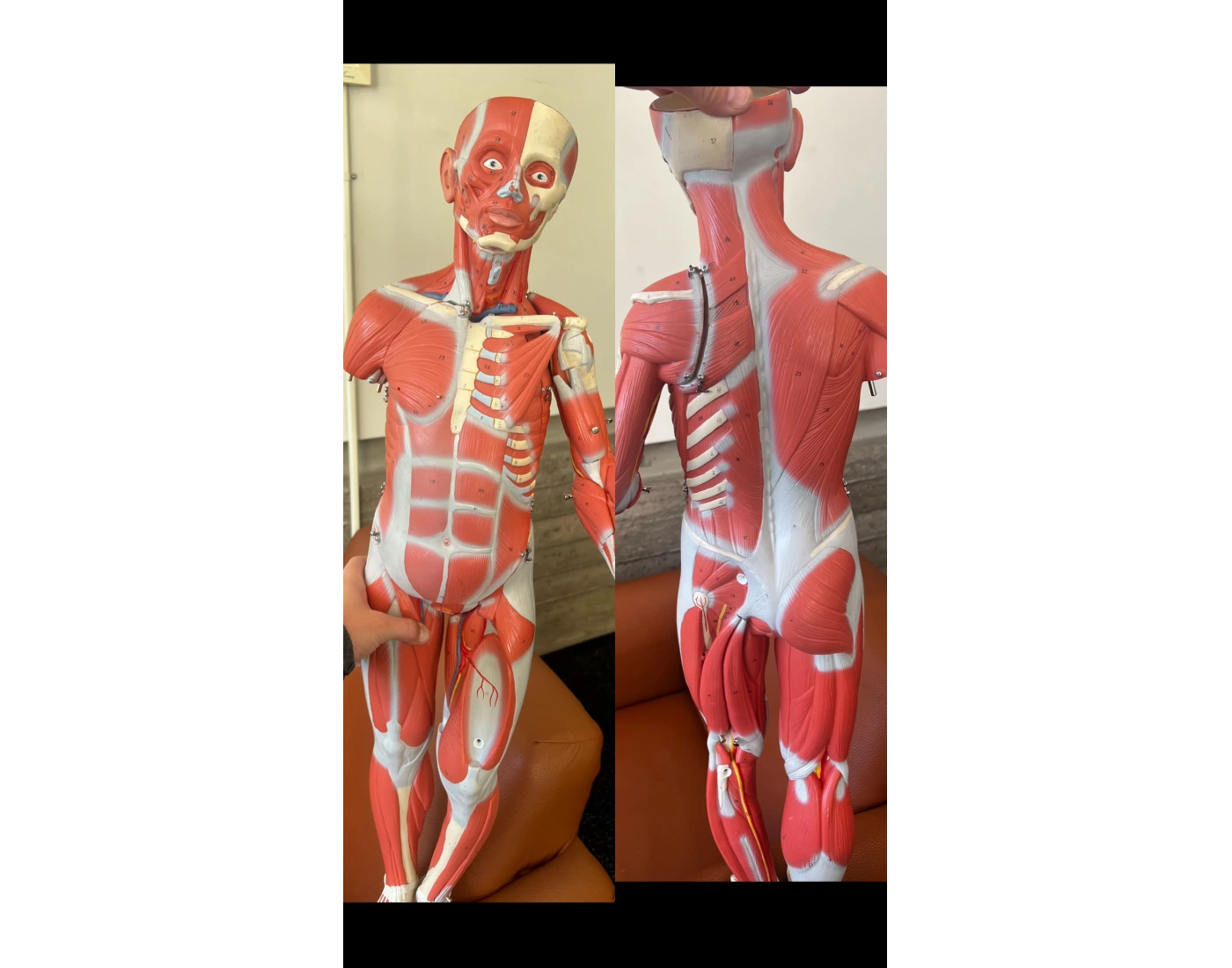 Pectoral Girdle and Shoulder Quiz