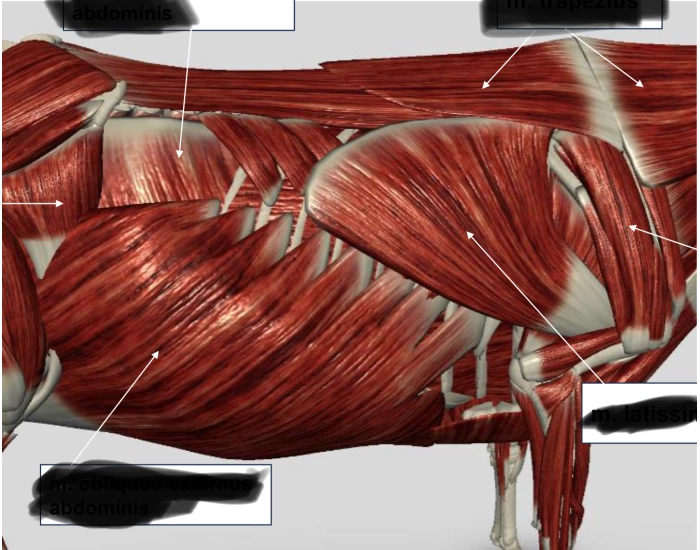 Mussel Cow Side muscle of cow Quiz