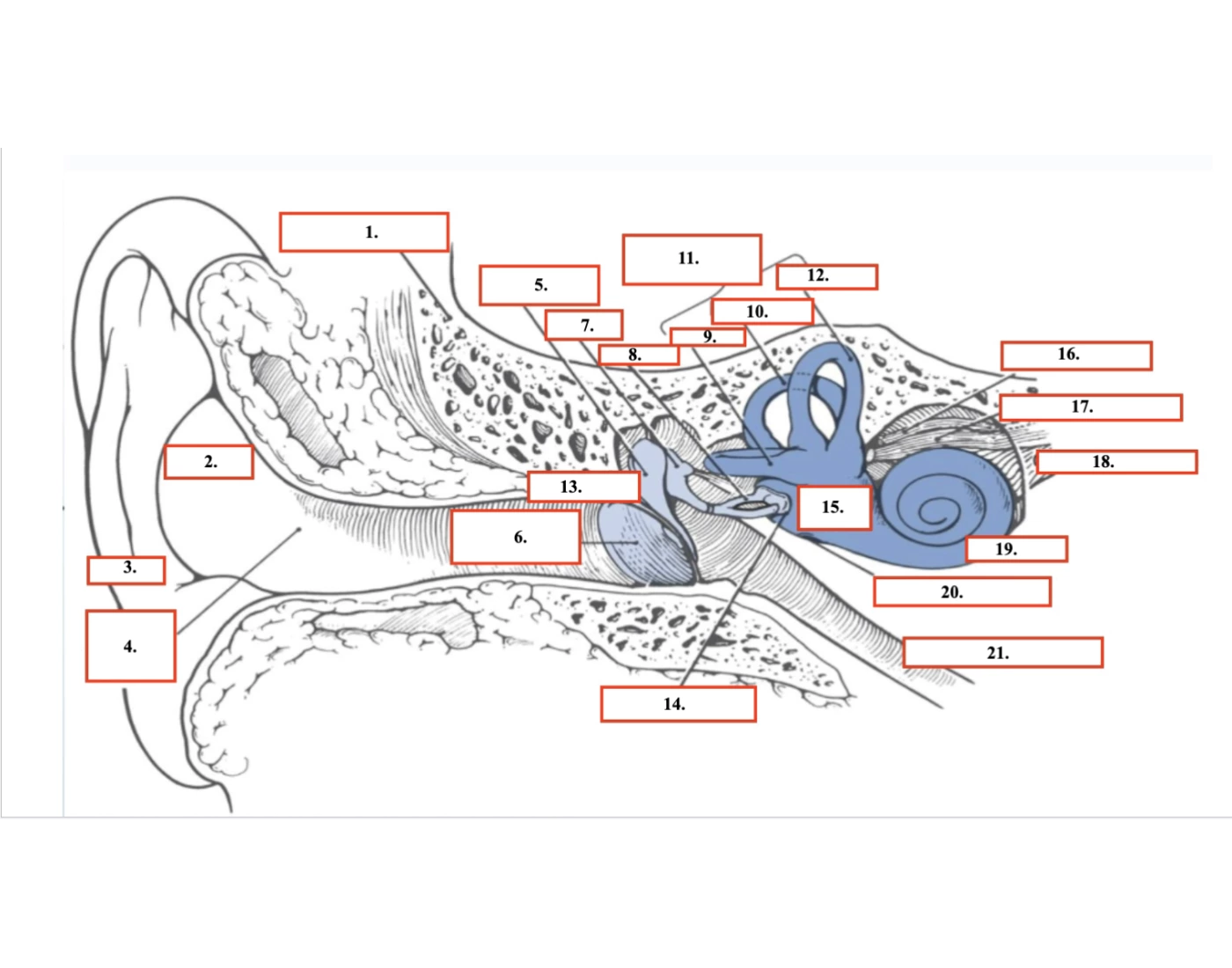 Ear Box Labeled Labeling the Entire Ear Quiz
