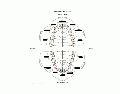 Sphenoid And Ethmoid Bone Printable Worksheet