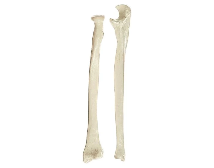 Radius & Ulna Skeletal model — Printable Worksheet