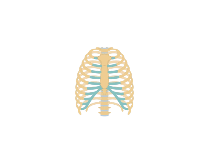 Label the sternum and ribs — Printable Worksheet