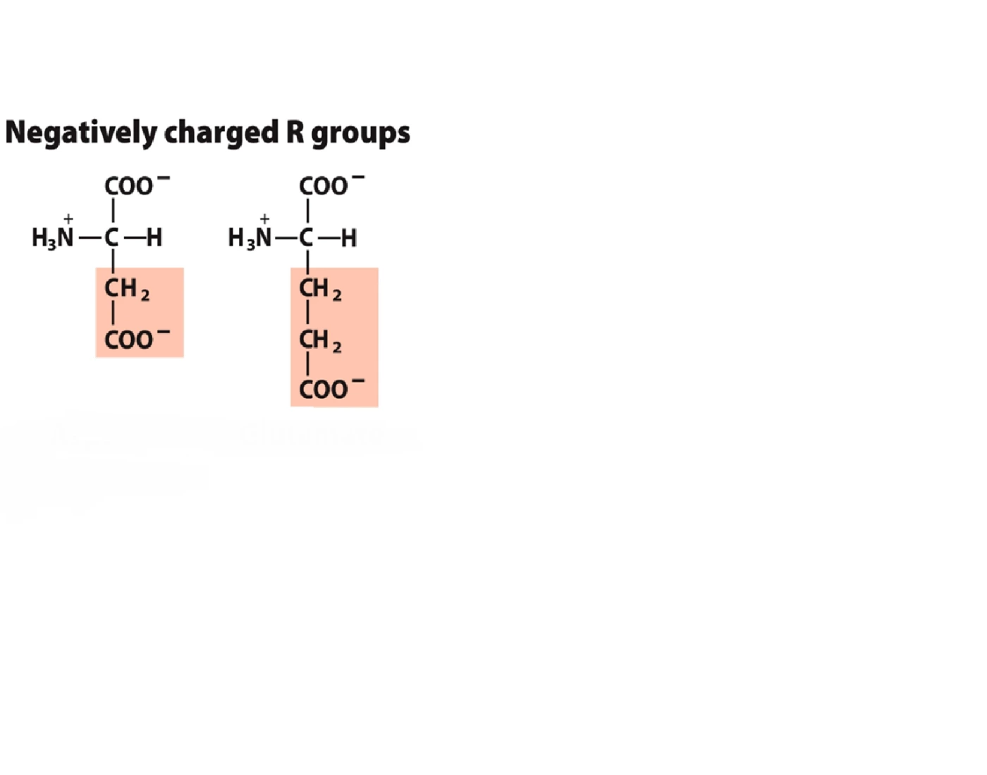 Negatively Charged R groups Quiz