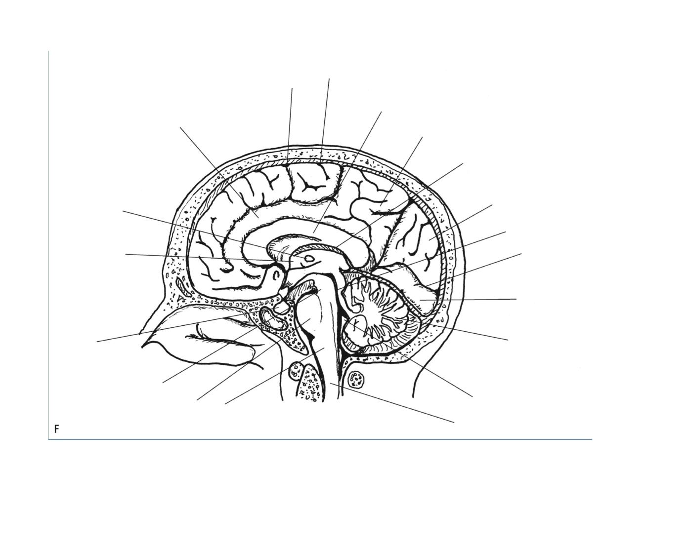 Cerebral Cortex Worksheet medial view of cerebral cortex — Printable Worksheet