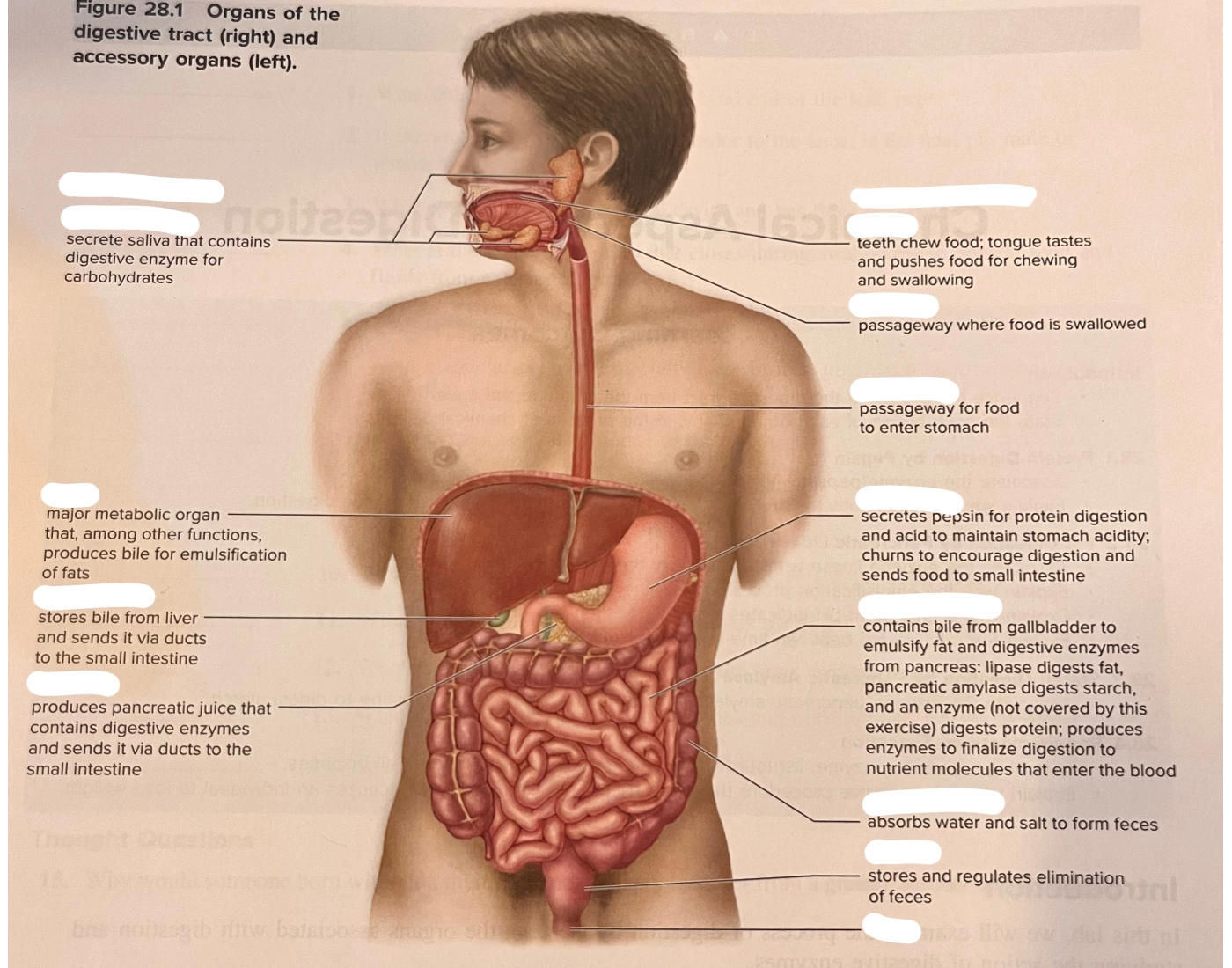 Digestive Orgens Organs of the Digestive Tract and Accessory Organs Quiz