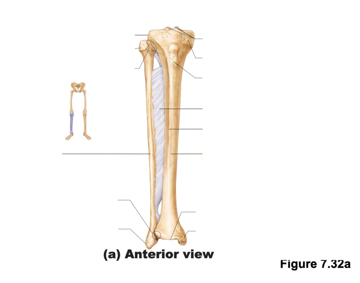 Anterior View of Tibia and Fibula Bone Diagram — Printable Worksheet