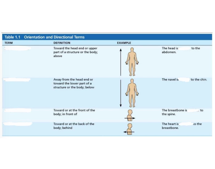 Anatomical Directions part 2 Quiz