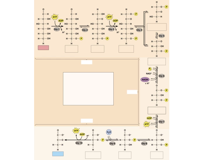 Glycolysis Quiz